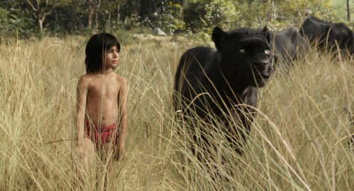 The Jungle Book  1