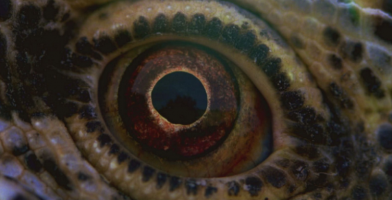 Voyage of Time: prime immagini del nuovo film di Terrence Malick