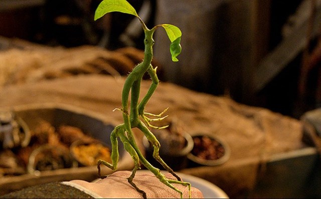 Animali Fantastici e Dove Trovarli: ecco le creature magiche