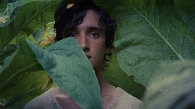 lazzaro felice