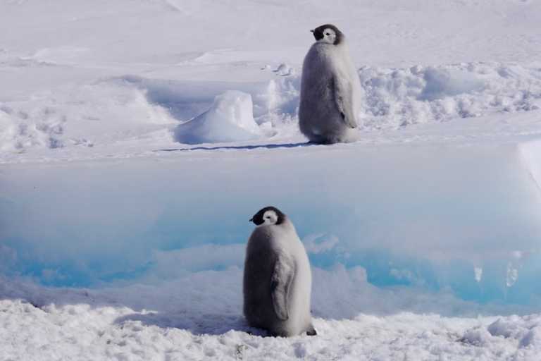 Bear Grills: la legge del più forte su National Geographic