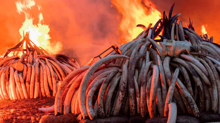 Earth Day 2020: Antropocene per la Giornata Mondiale della Terra