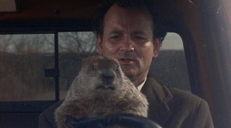 Bill Murray marmotta