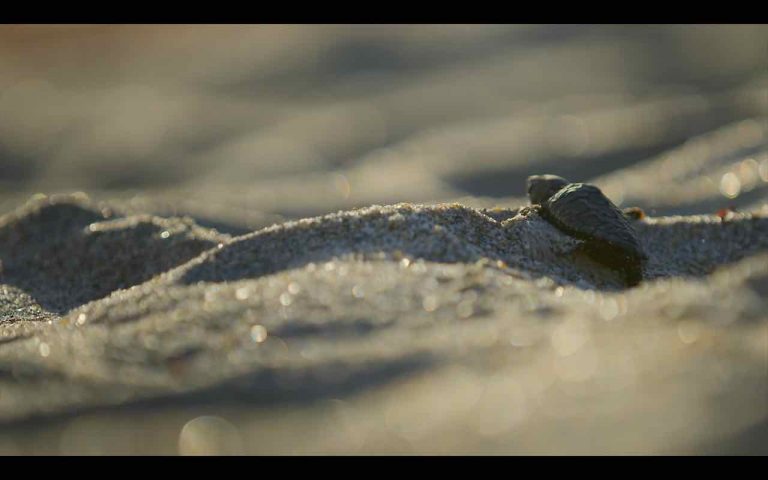 The Year Earth Changed, recensione del doc narrato da David Attenborough