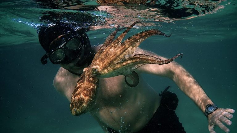 Il mio amico in fondo al mare, recensione del docu-film di Craig Foster