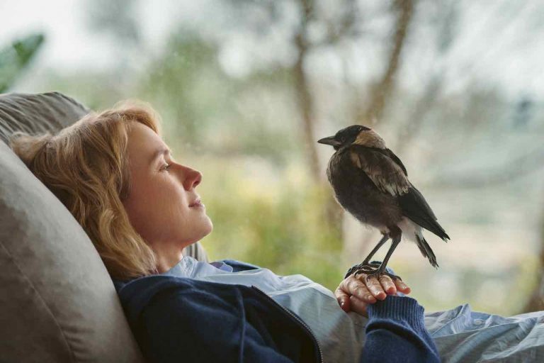 Penguin Bloom, il trailer. Al cinema dal 15 luglio Penguin Bloom, il trailer. Al cinema dal 15 luglio