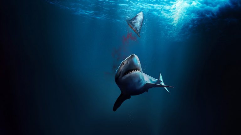 Fin: la Mattanza degli Squali, in arrivo il doc prodotto da DiCaprio su Discovery+