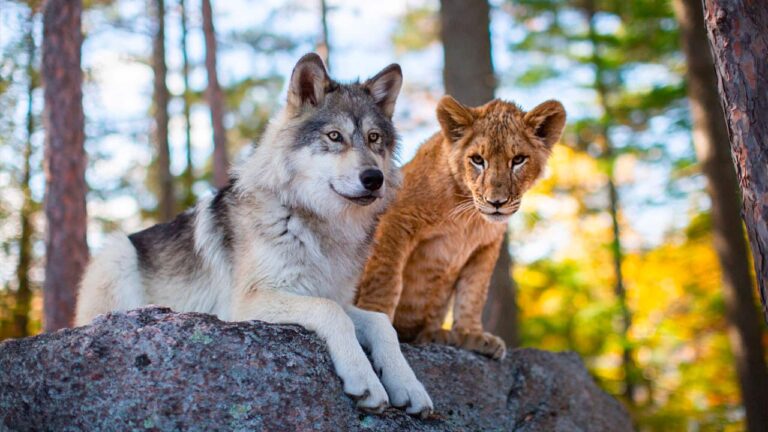 Il lupo e il leone