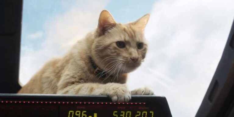 MCU: i 10 migliori animali che agiscono da personaggi-spalla