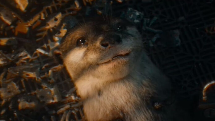 Lylla the otter