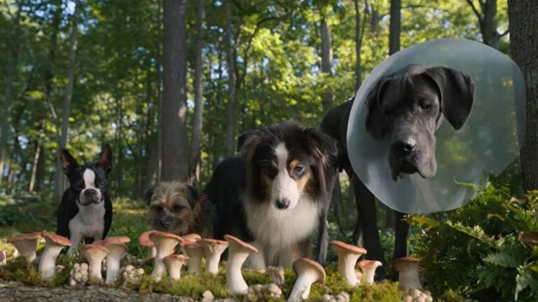 Strays: trailer della commedia vietata con protagonisti un gruppo di randagi