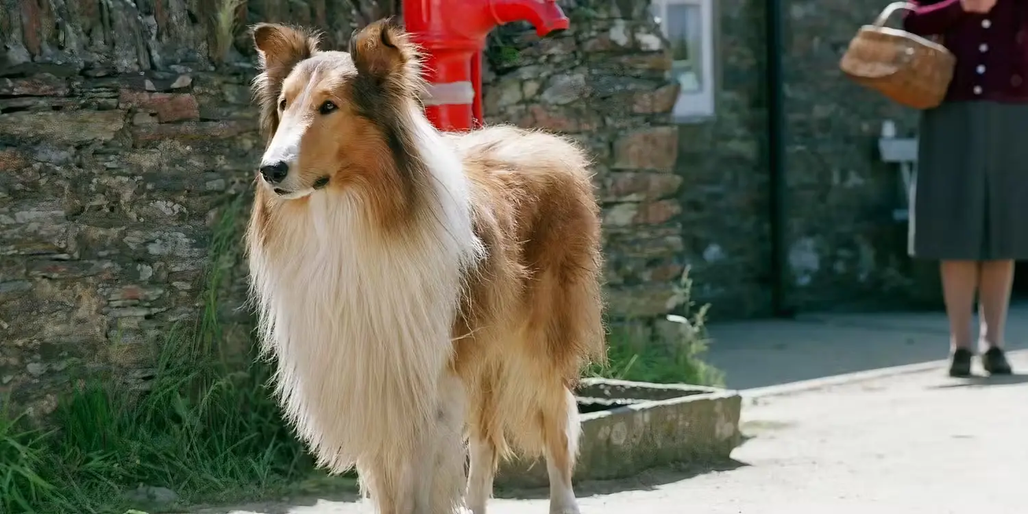 Lassie 2005
