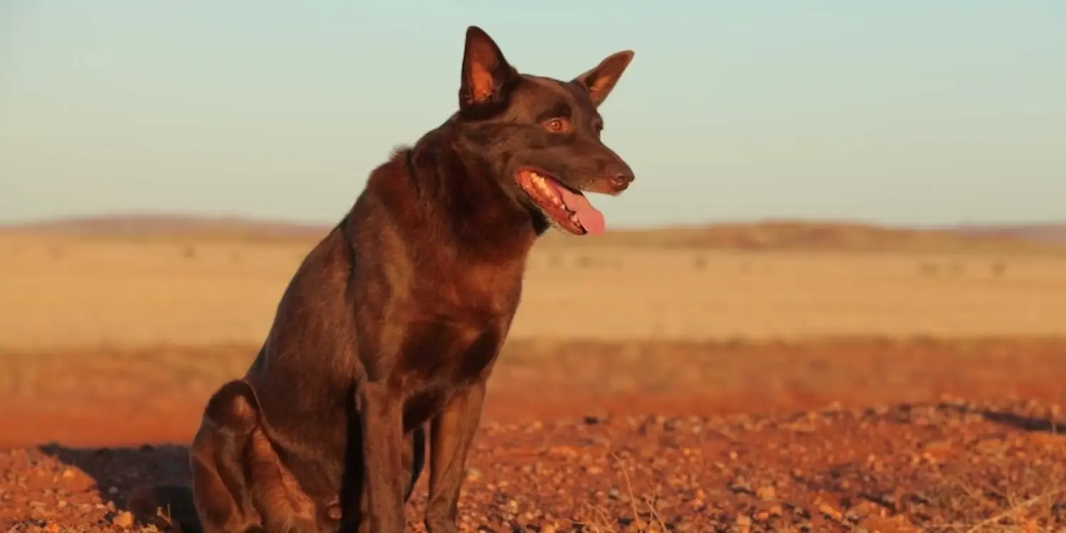 Red Dog (2011)