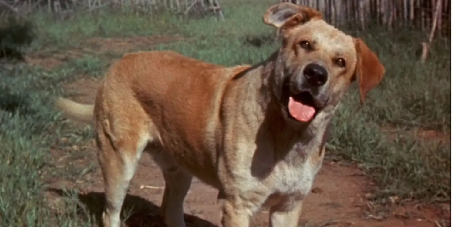 Zanna Gialla (1957)