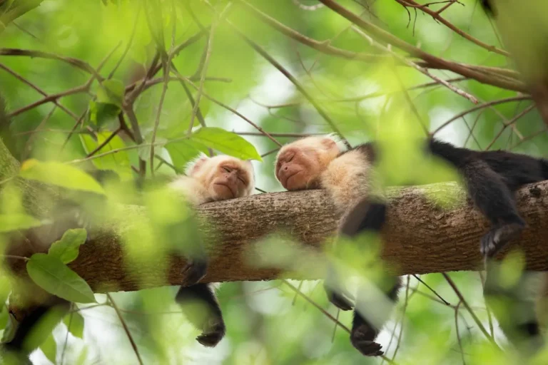 I segreti degli animali, la nuova docuserie naturalistica narrata da Hugh Bonneville