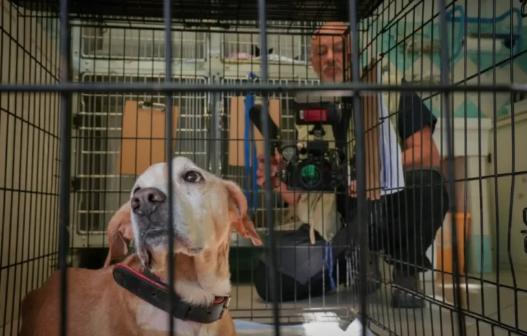 Altri Animali: recensione del documentario di Guido Votano
