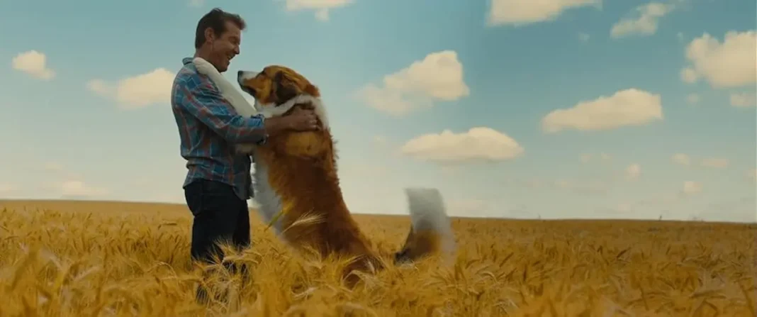 Qua la zampa 2 - Un amico è per sempre film