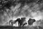 Ghost Elephants