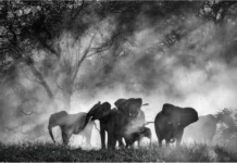 Ghost Elephants