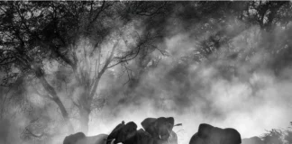 Ghost Elephants