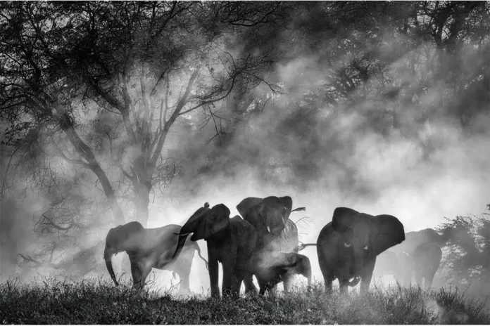 Ghost Elephants