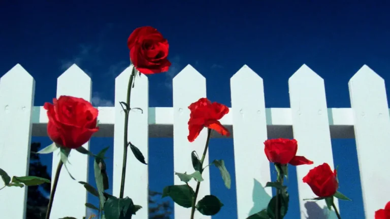 Velluto blu: la spiegazione del finale del film di David Lynch