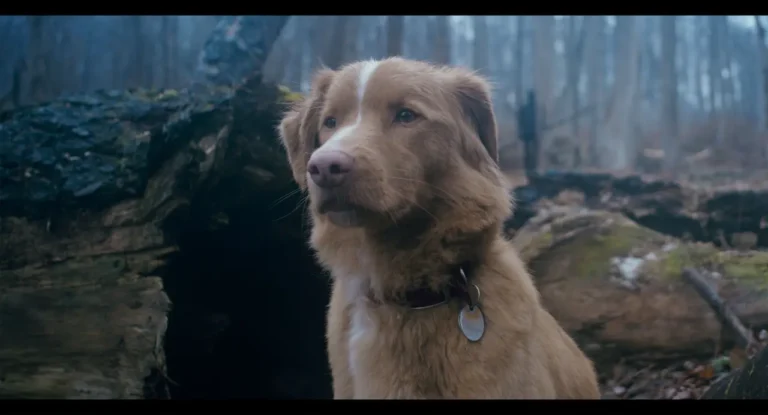 Good Boy: recensione del film di Ben Leonberg – Alice nella Città